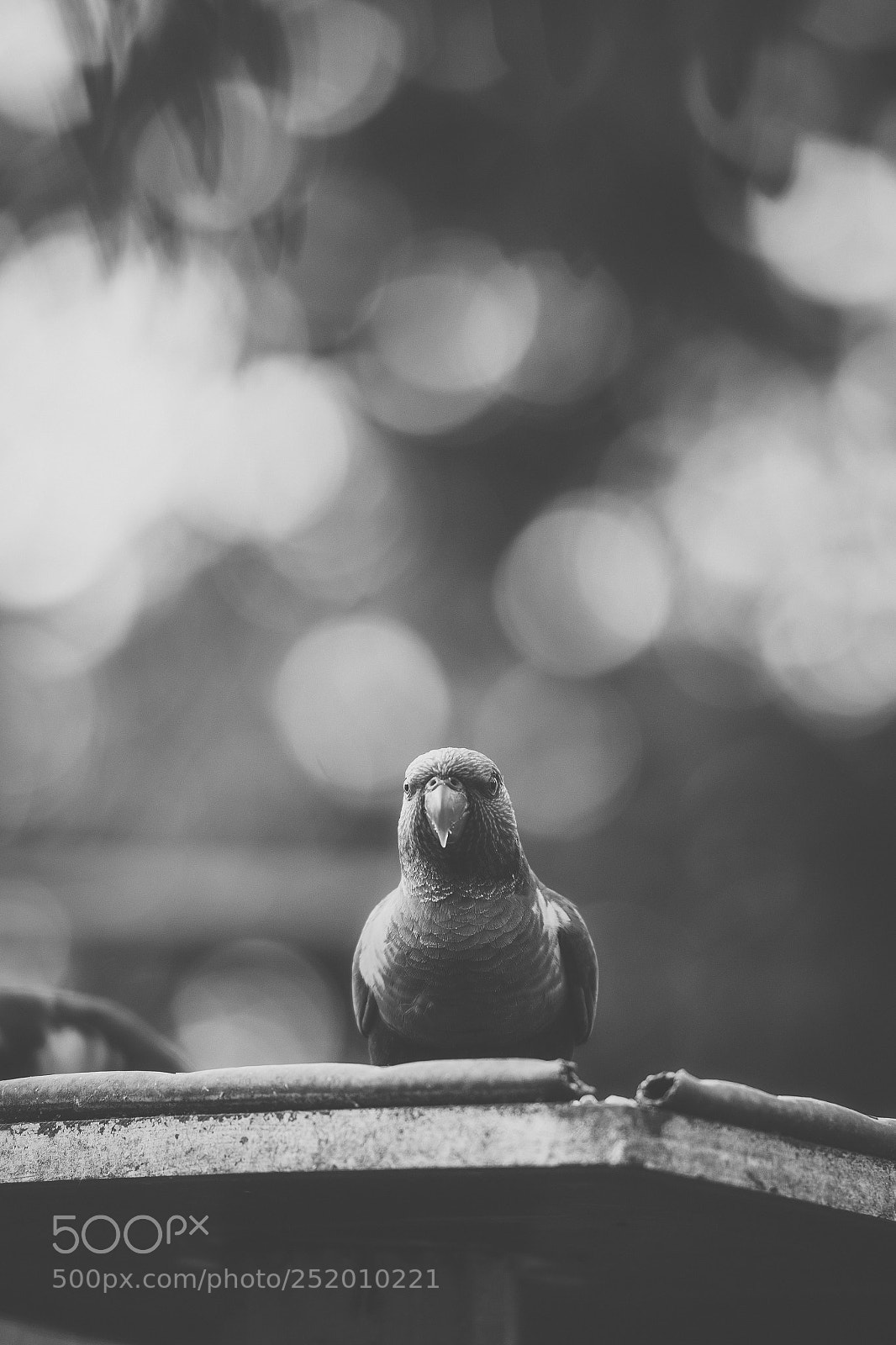 Nikon D800 sample photo. Rainbow lorikeet photography