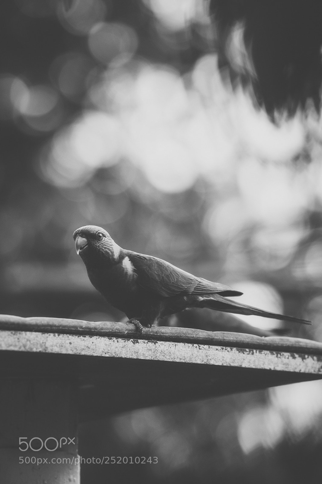 Nikon D800 sample photo. Rainbow lorikeet photography