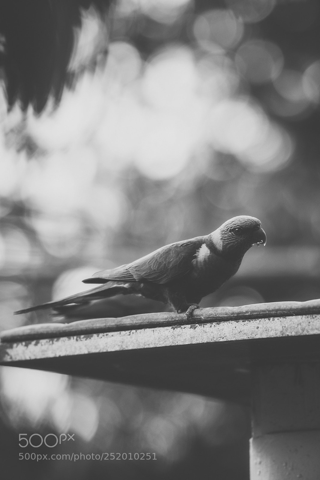 Nikon D800 sample photo. Rainbow lorikeet photography