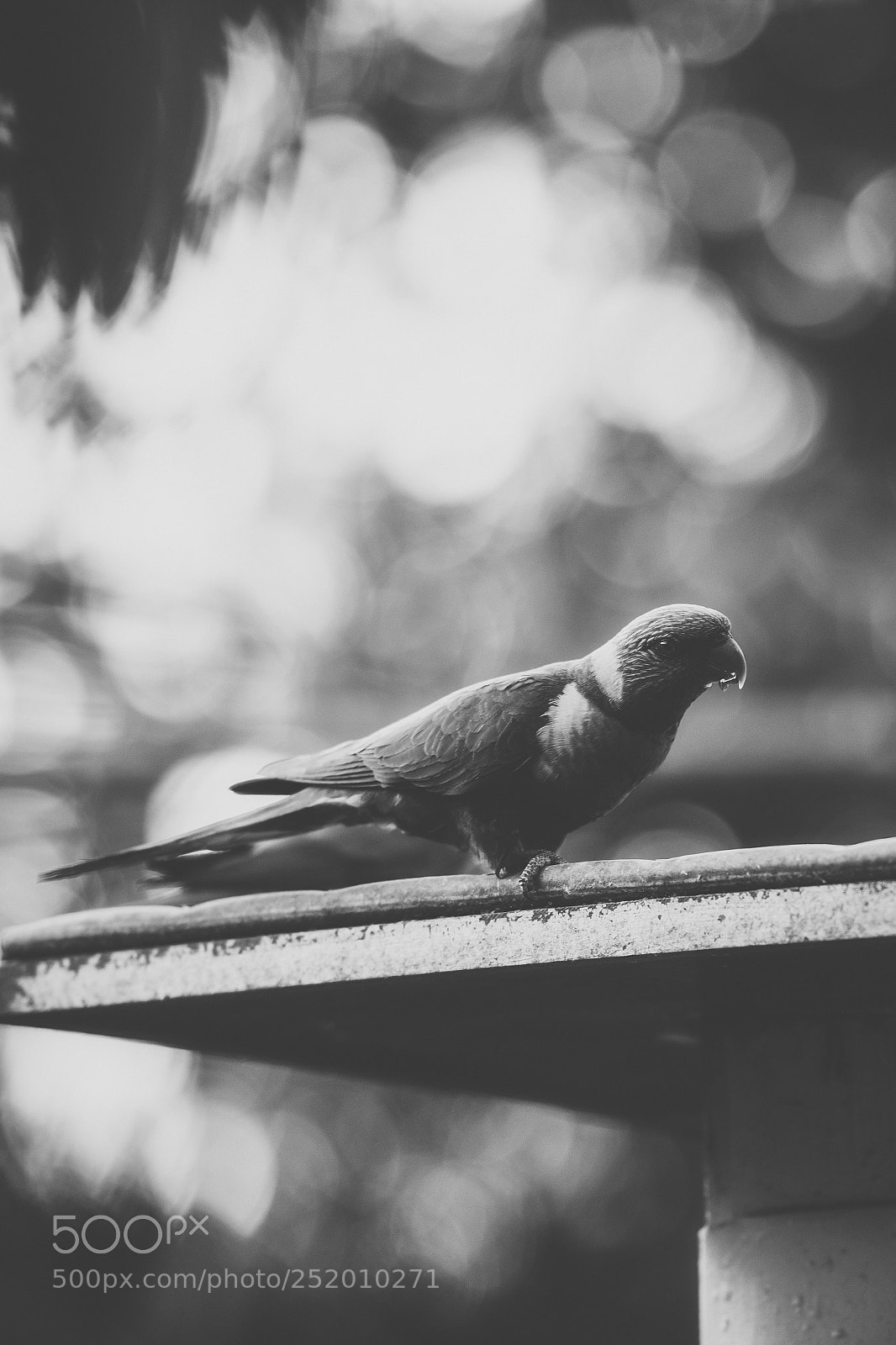 Nikon D800 sample photo. Rainbow lorikeet photography