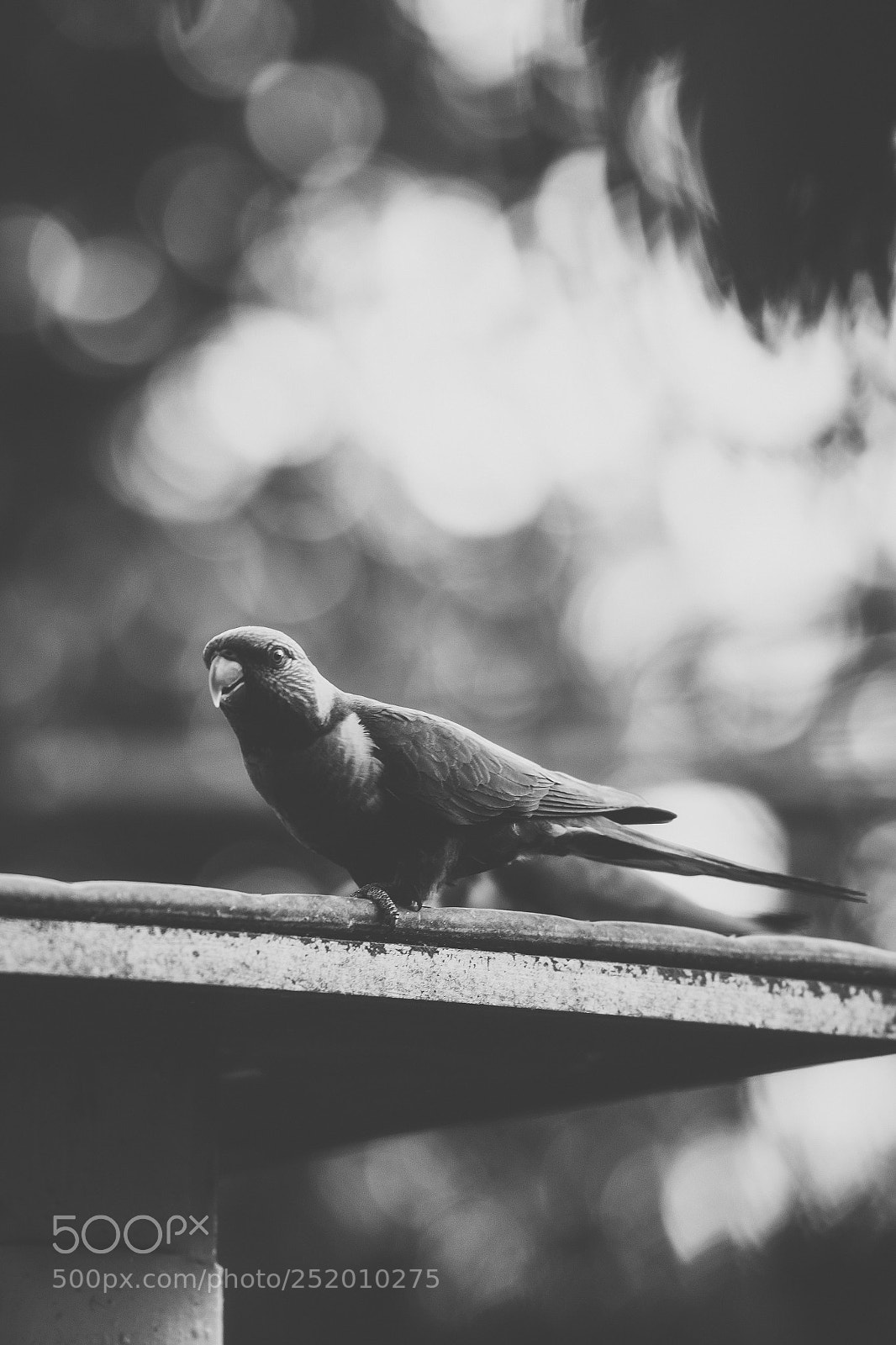 Nikon D800 sample photo. Rainbow lorikeet photography