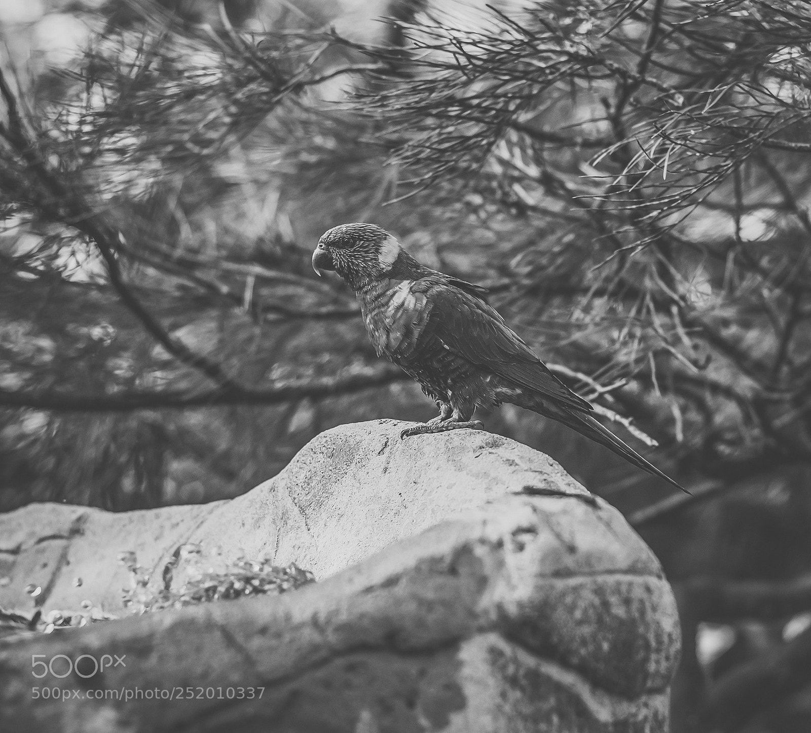 Nikon D800 sample photo. Rainbow lorikeet photography