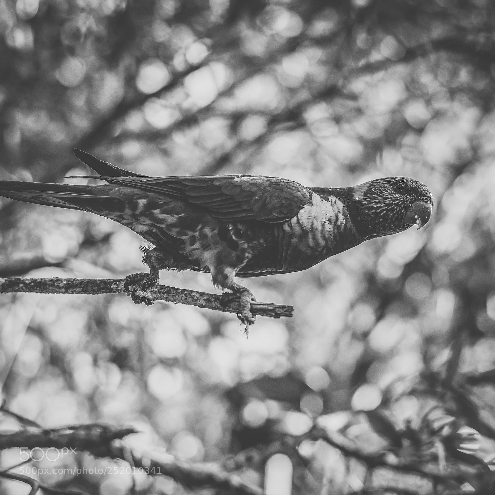 Nikon D800 sample photo. Rainbow lorikeet photography