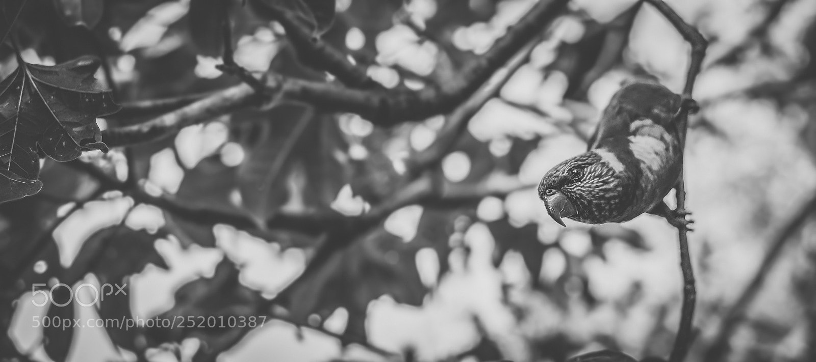 Nikon D800 sample photo. Rainbow lorikeet photography