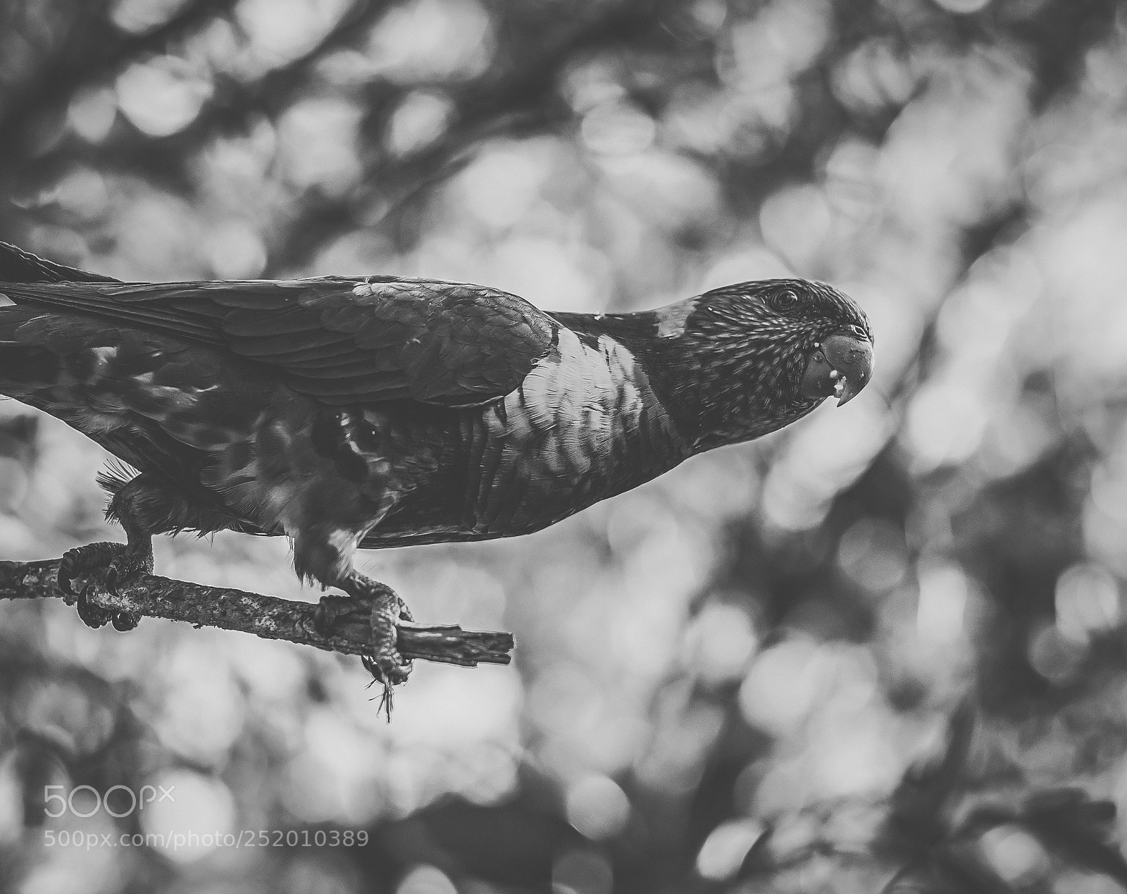 Nikon D800 sample photo. Rainbow lorikeet photography