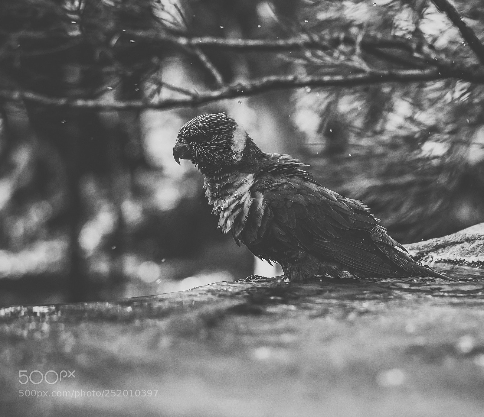 Nikon D800 sample photo. Rainbow lorikeet photography