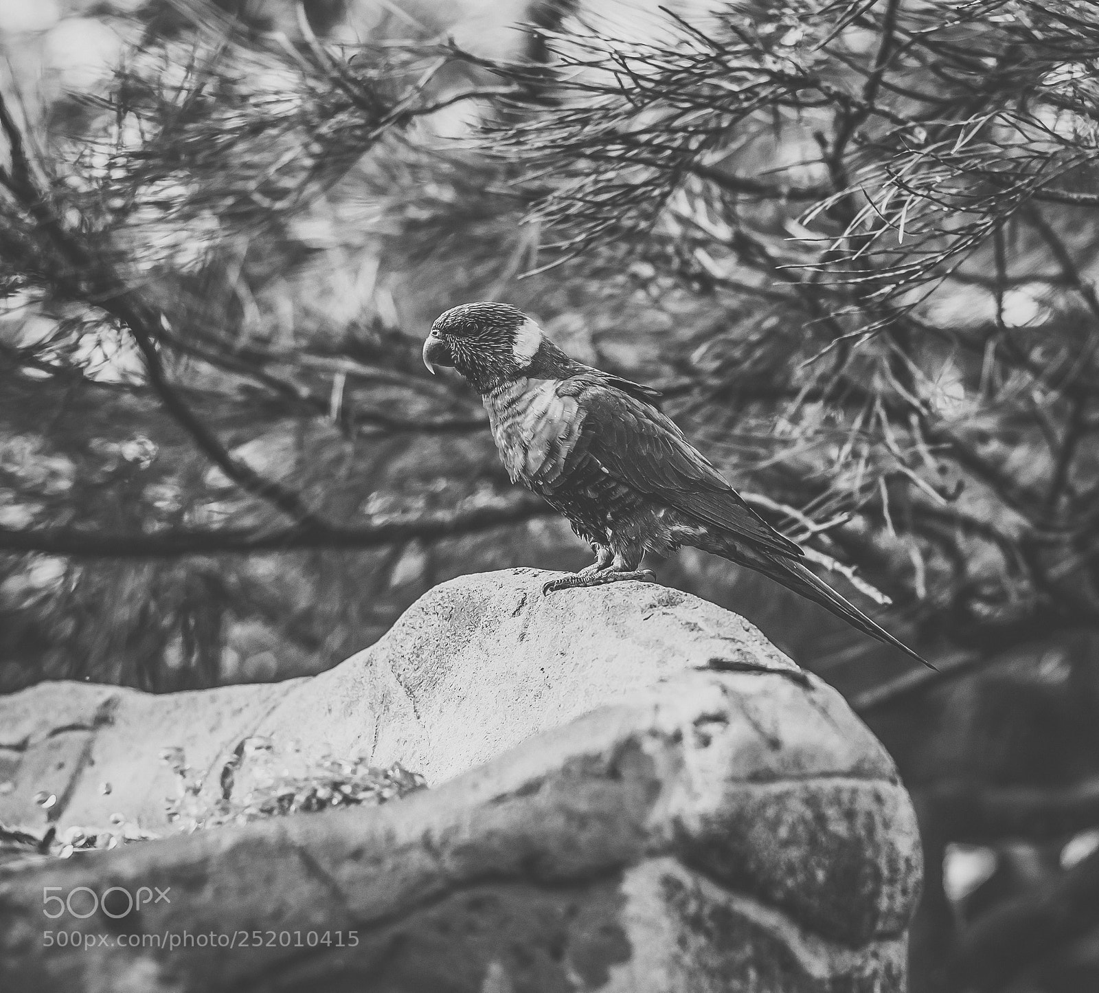Nikon D800 sample photo. Rainbow lorikeet photography