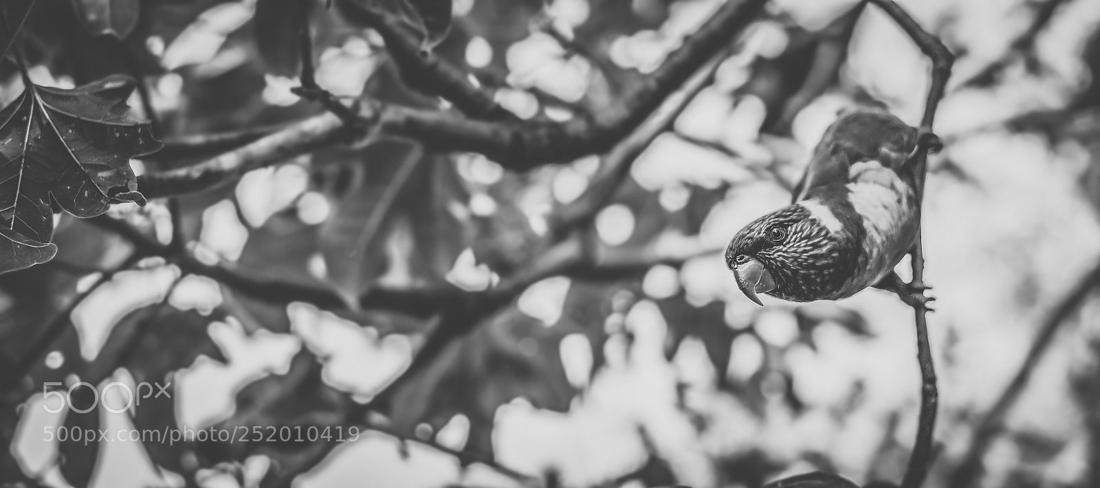 Nikon D800 sample photo. Rainbow lorikeet photography