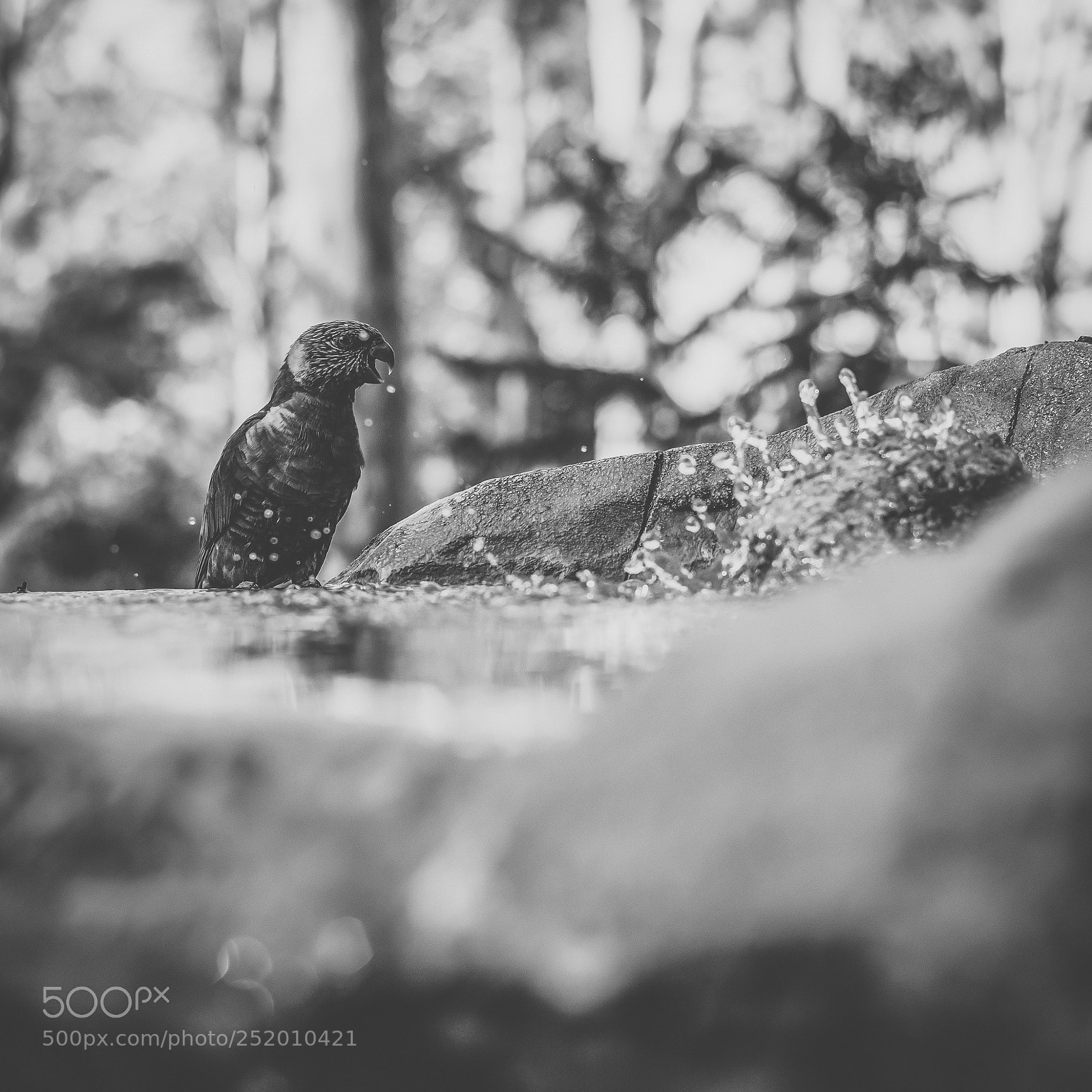 Nikon D800 sample photo. Rainbow lorikeet photography