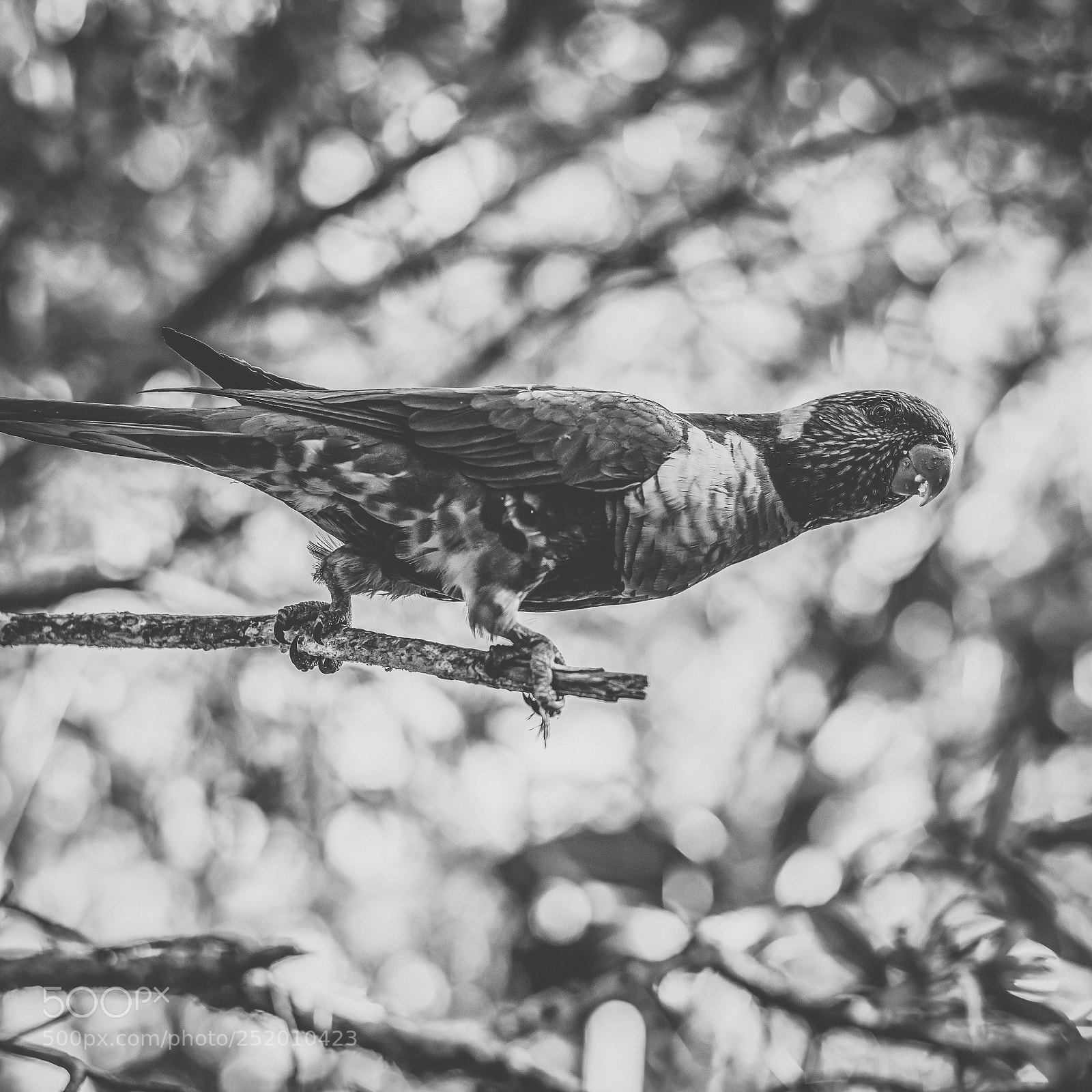 Nikon D800 sample photo. Rainbow lorikeet photography