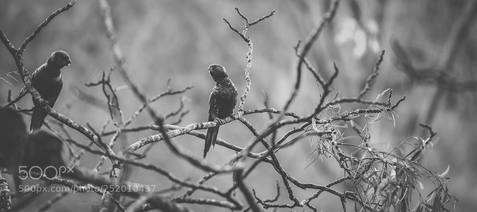 Nikon D800 sample photo. Rainbow lorikeet photography