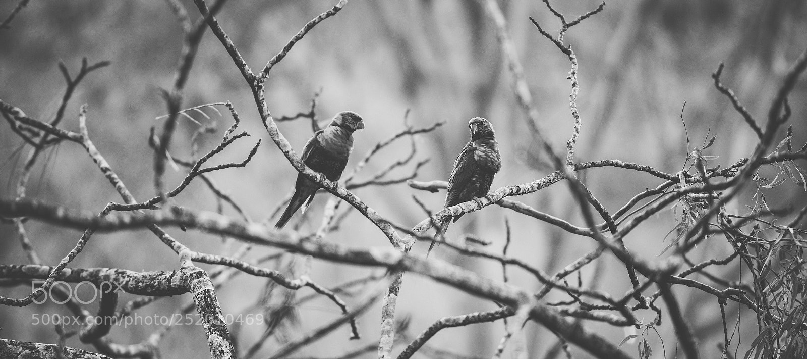 Nikon D800 sample photo. Rainbow lorikeet photography
