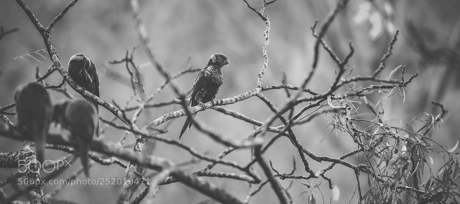 Nikon D800 sample photo. Rainbow lorikeet photography