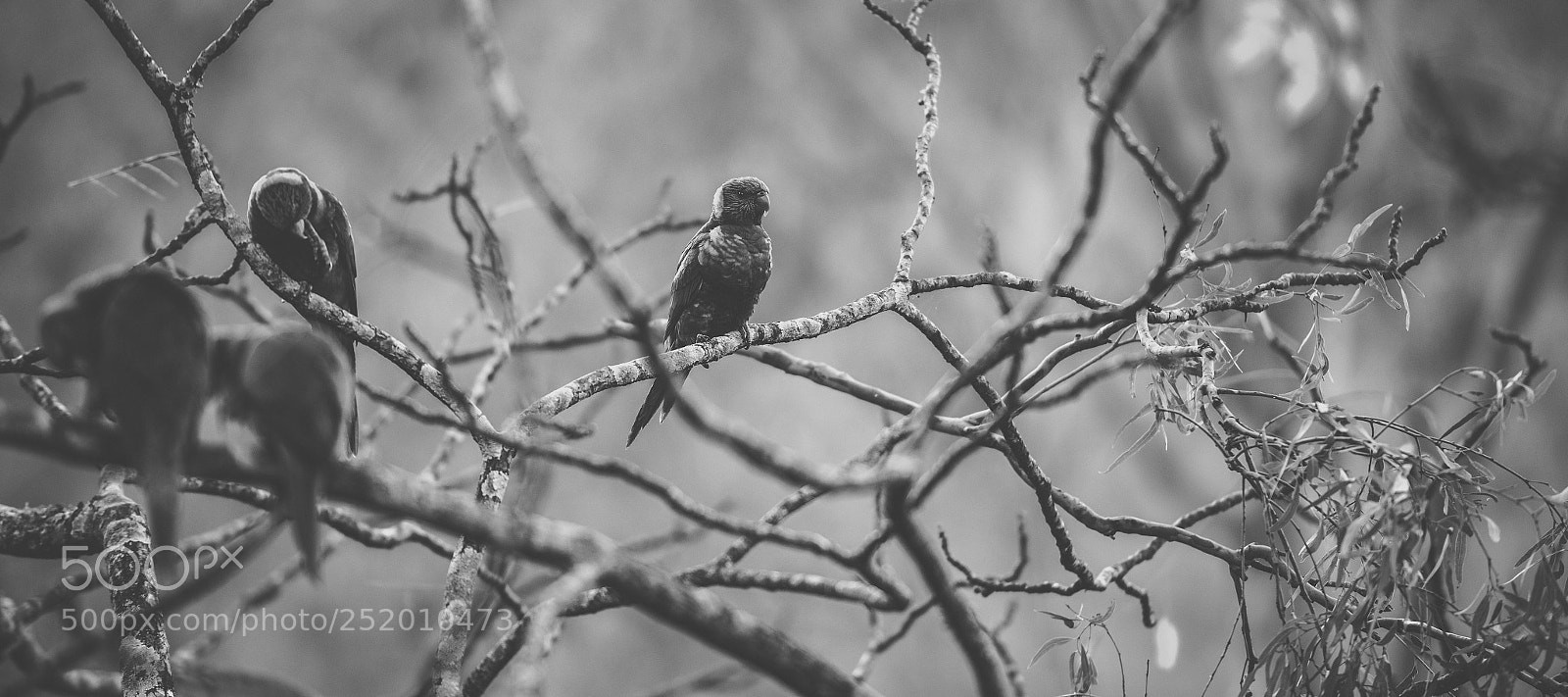 Nikon D800 sample photo. Rainbow lorikeet photography
