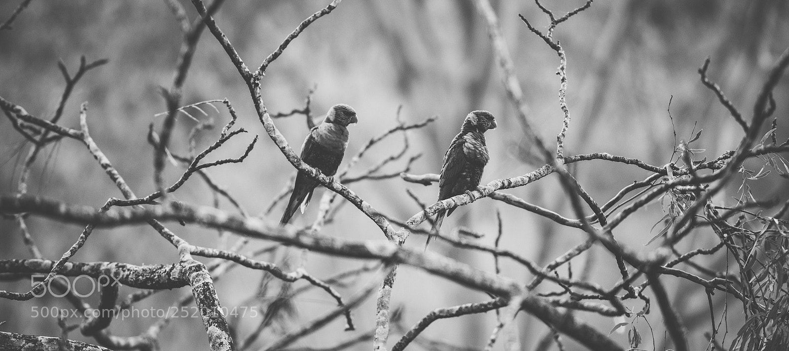 Nikon D800 sample photo. Rainbow lorikeet photography