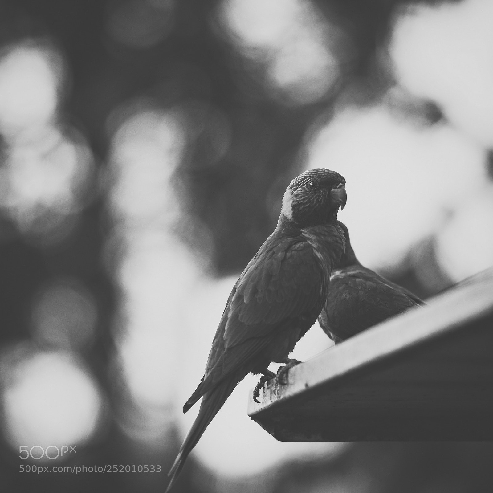 Nikon D800 sample photo. Rainbow lorikeet photography