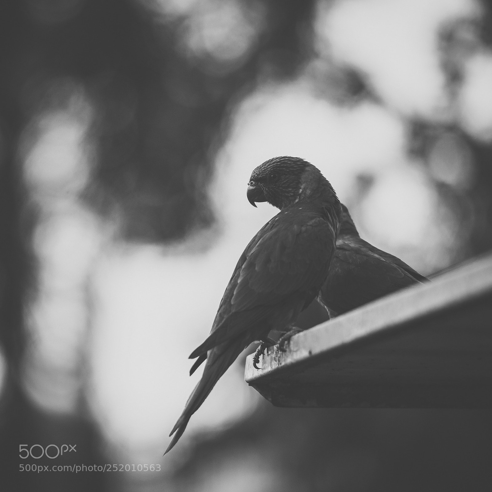 Nikon D800 sample photo. Rainbow lorikeet photography