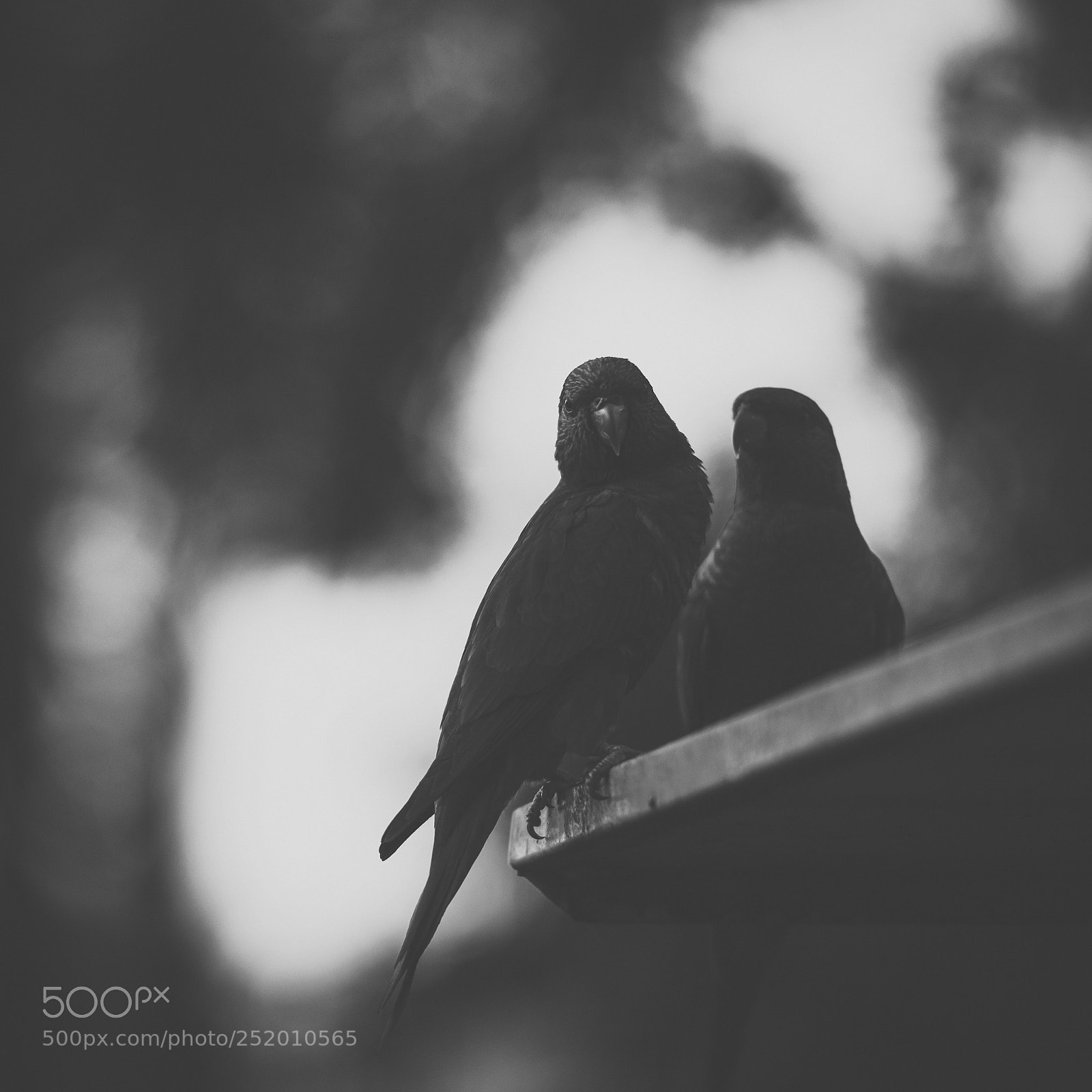 Nikon D800 sample photo. Rainbow lorikeet photography