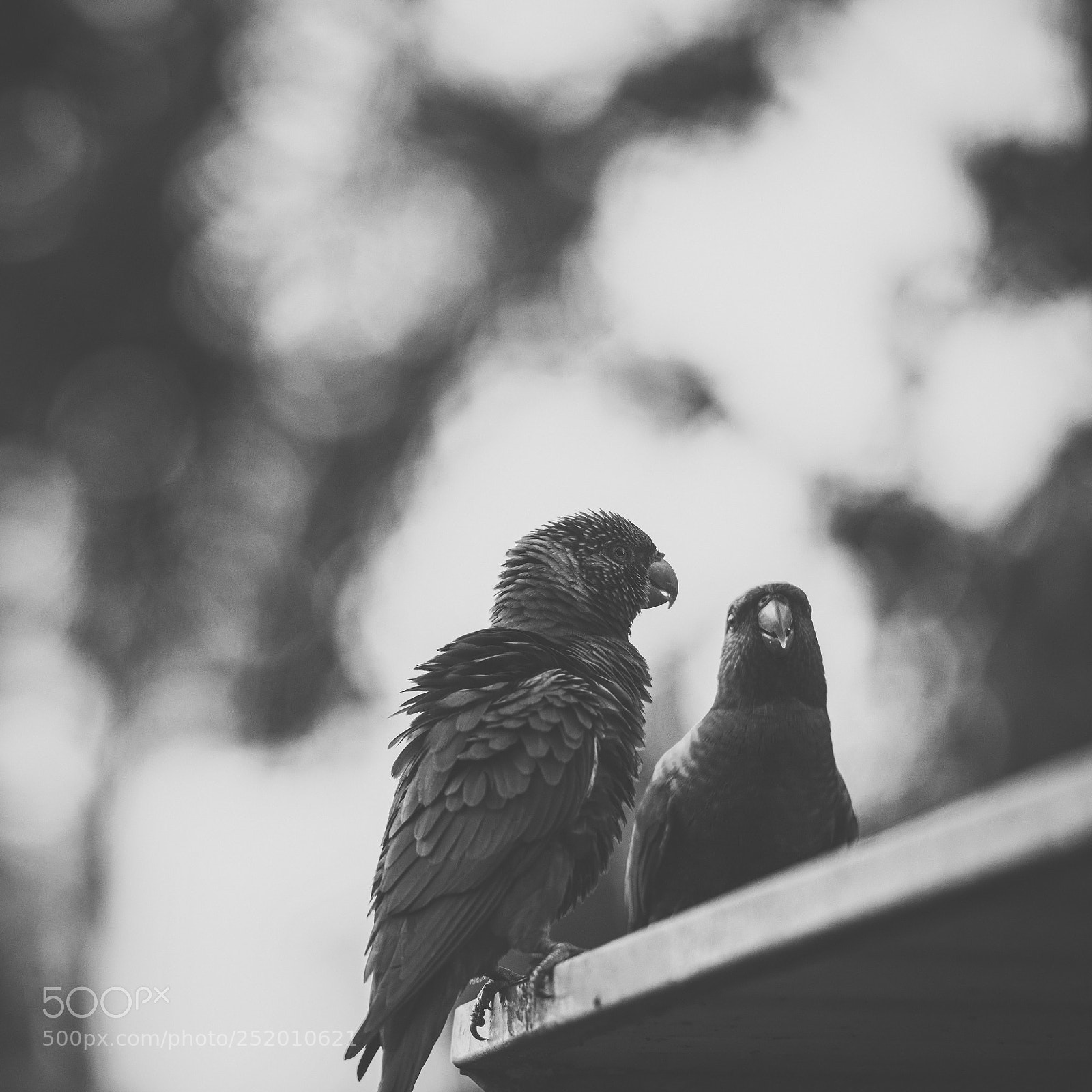 Nikon D800 sample photo. Rainbow lorikeet photography