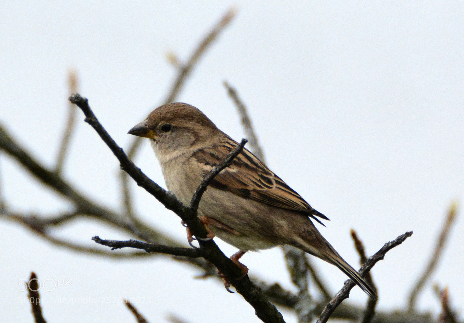 Nikon D7100 sample photo. Sparrow two photography