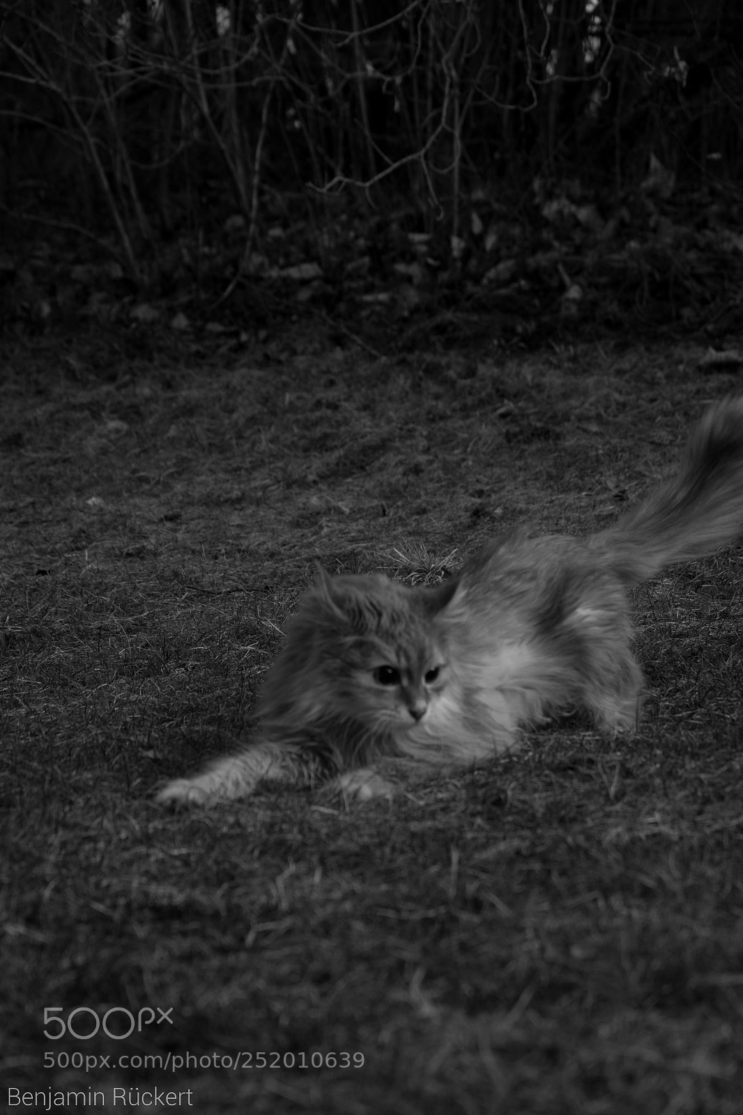 Canon EOS 70D sample photo. Right in action! photography