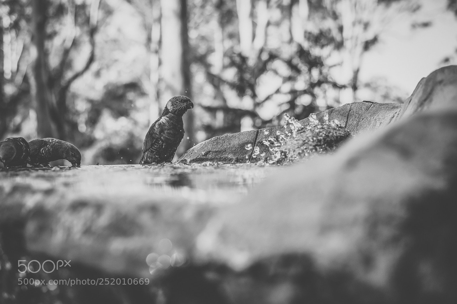 Nikon D800 sample photo. Rainbow lorikeet photography