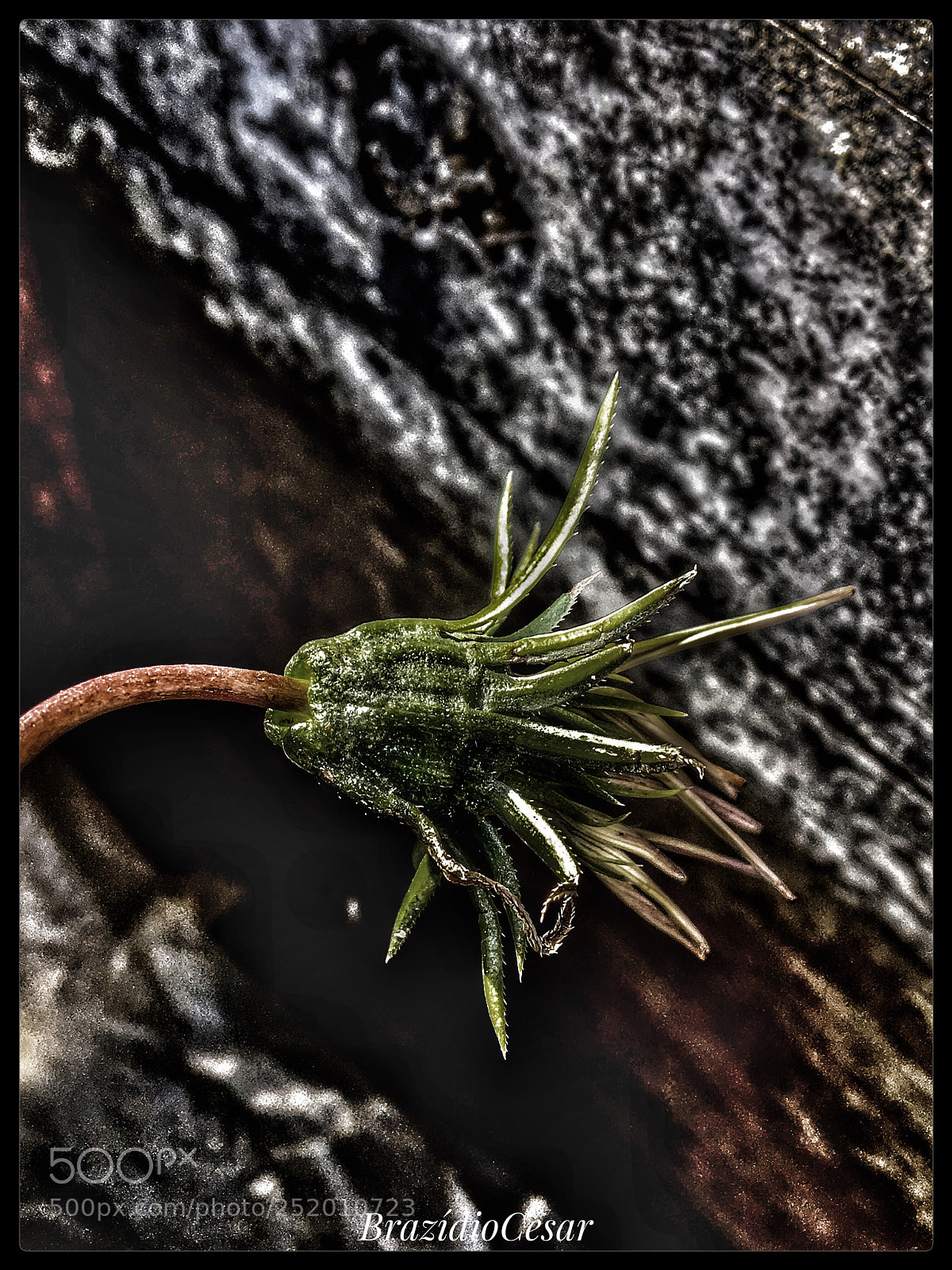 Apple iPhone 6s sample photo. Untitled photography