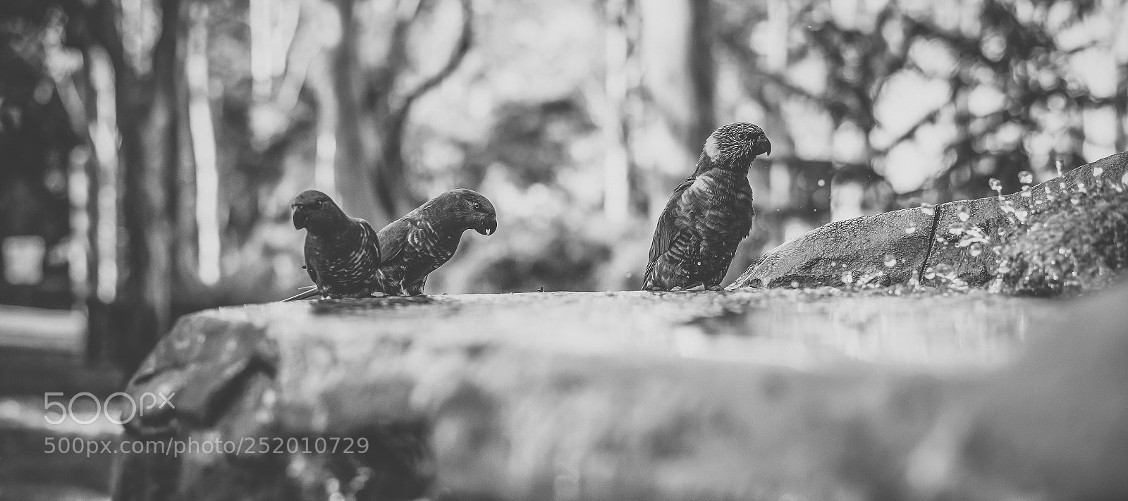 Nikon D800 sample photo. Rainbow lorikeet photography