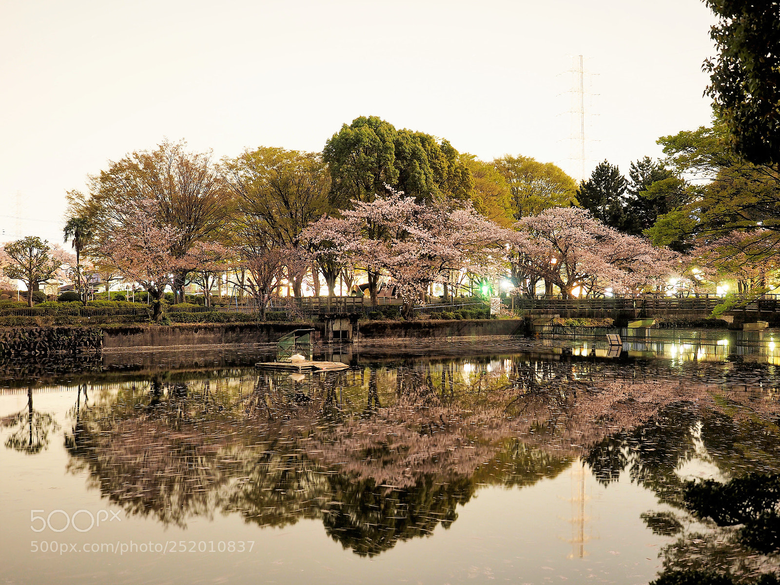 Olympus OM-D E-M1 sample photo. Cherry blossoms at the photography