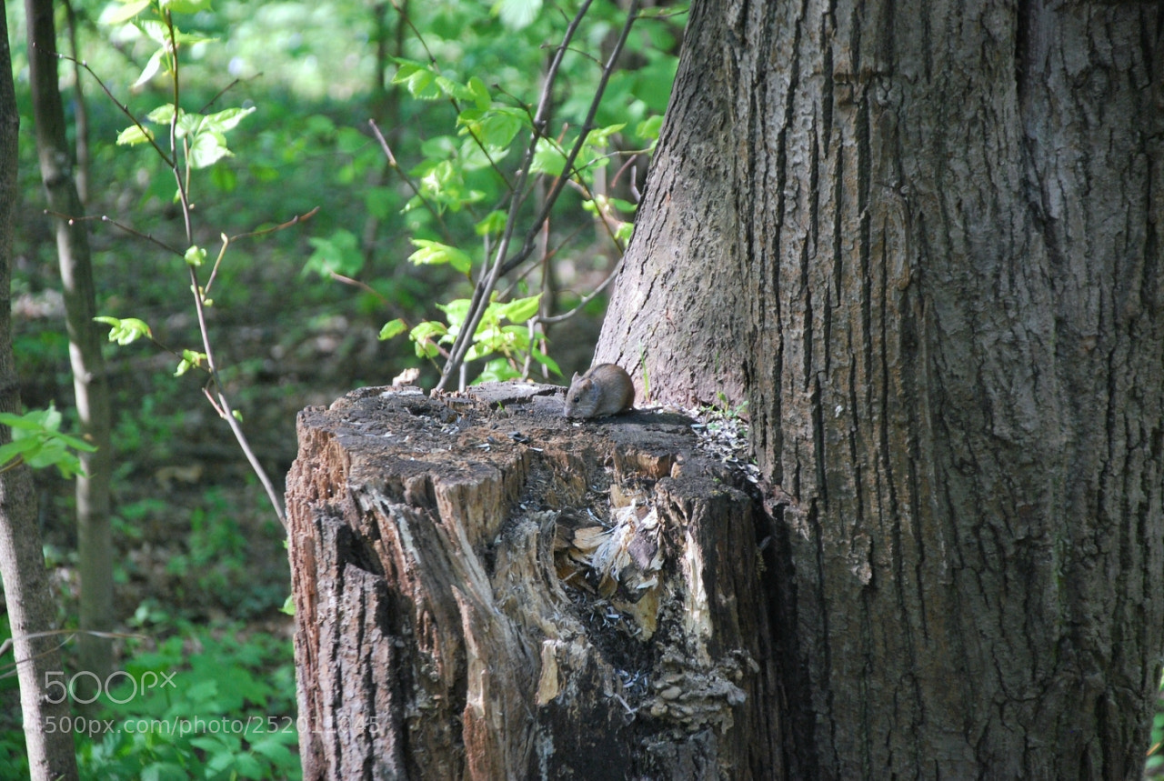 Nikon D60 sample photo. Cadd orig photography