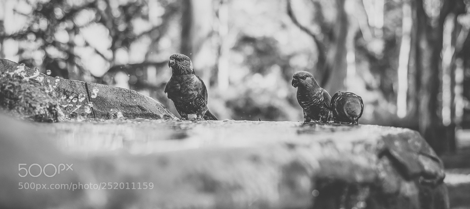 Nikon D800 sample photo. Rainbow lorikeet photography
