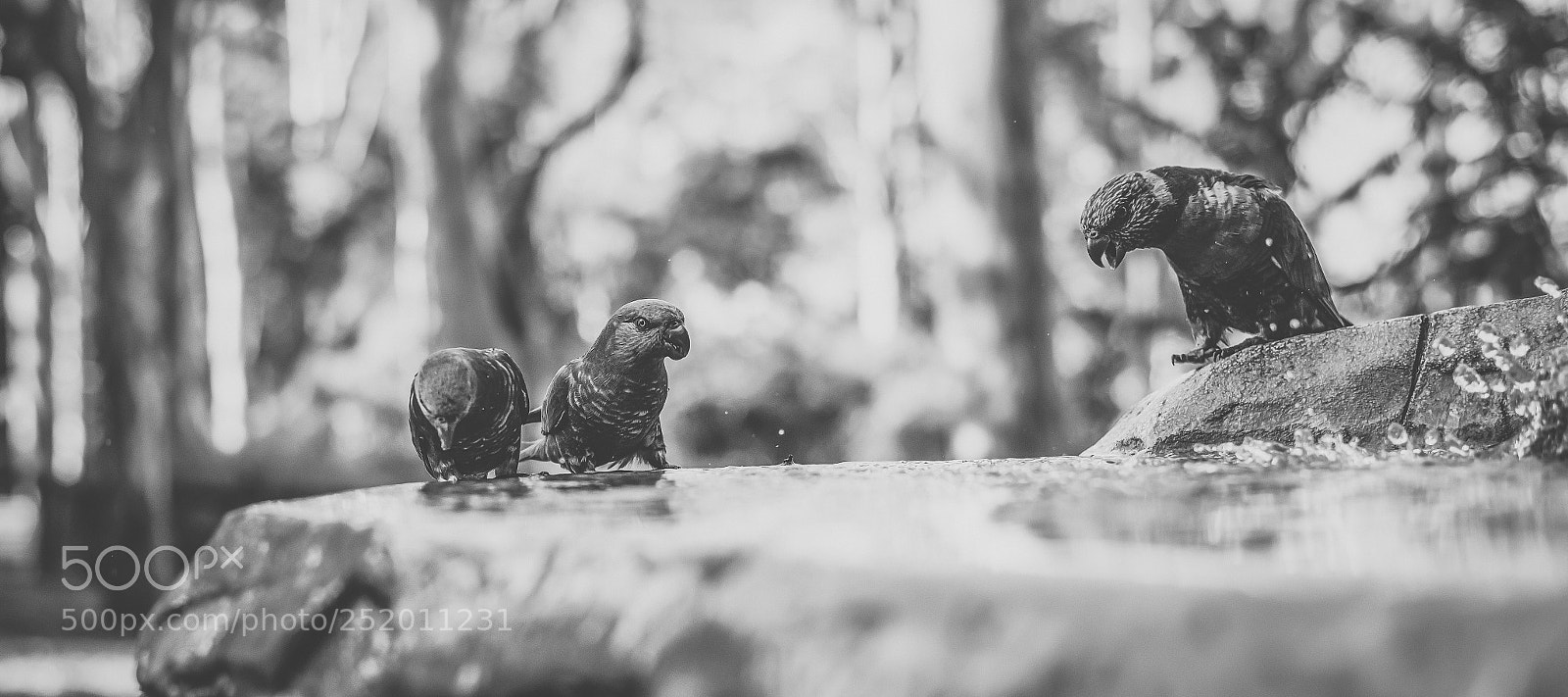 Nikon D800 sample photo. Rainbow lorikeet photography