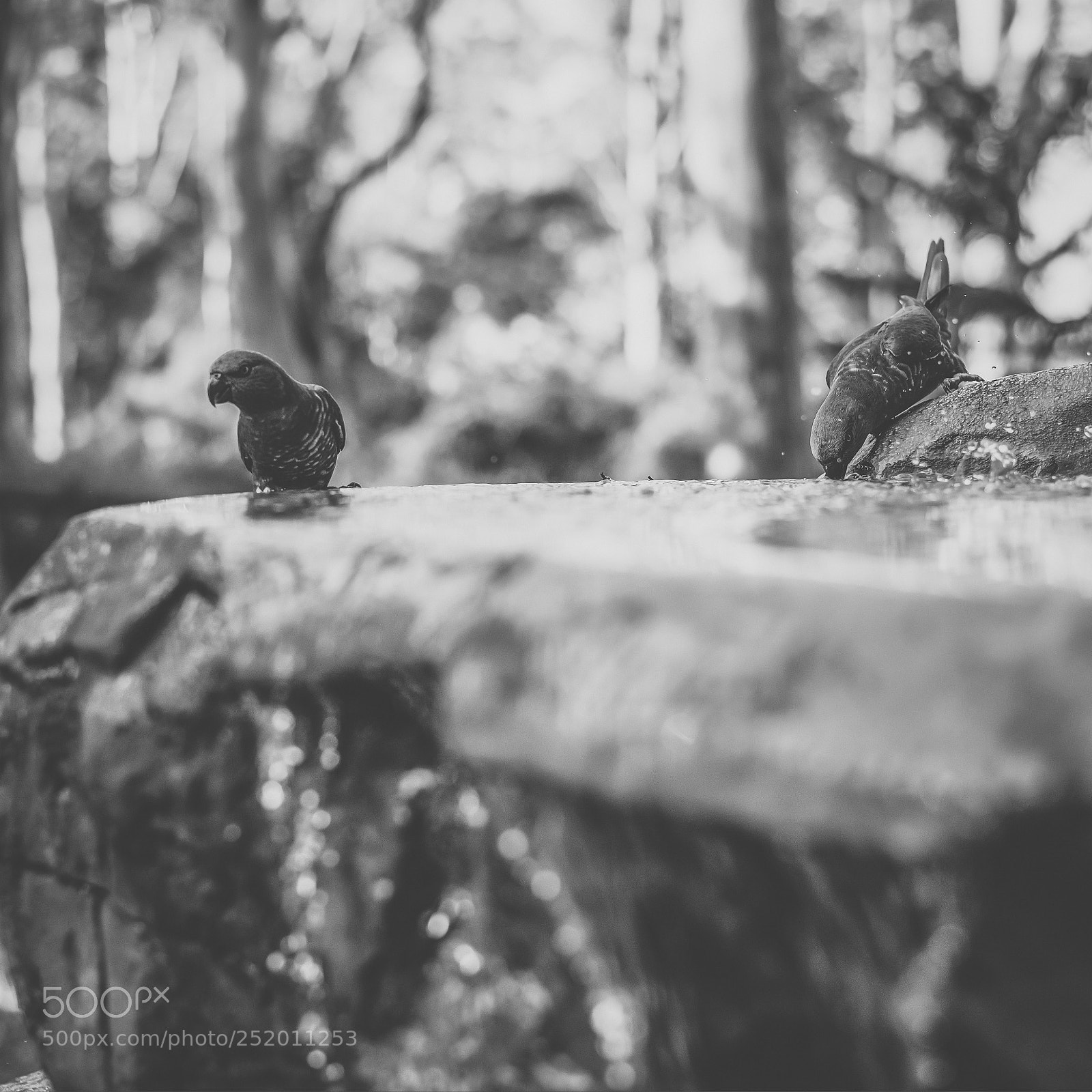 Nikon D800 sample photo. Rainbow lorikeet photography