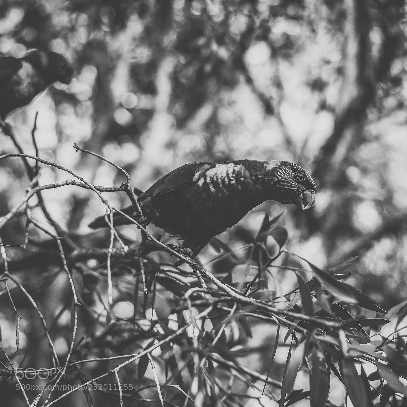 Nikon D800 sample photo. Rainbow lorikeet photography