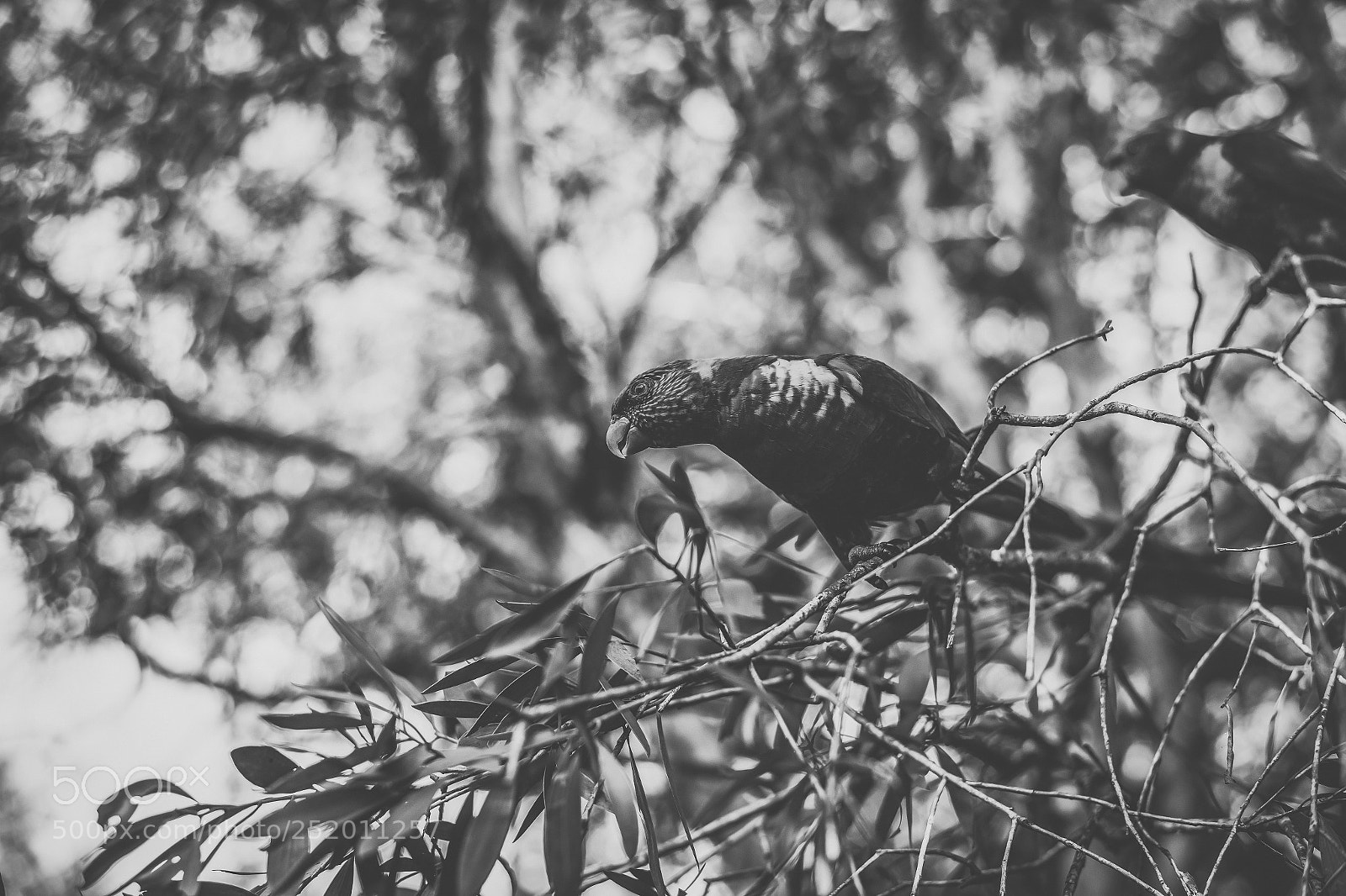 Nikon D800 sample photo. Rainbow lorikeet photography