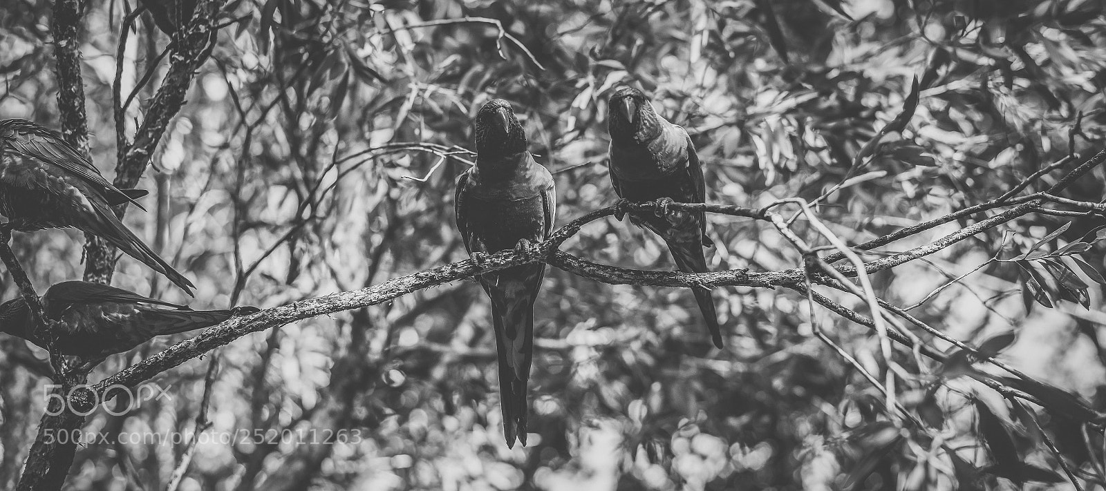 Nikon D800 sample photo. Rainbow lorikeet photography
