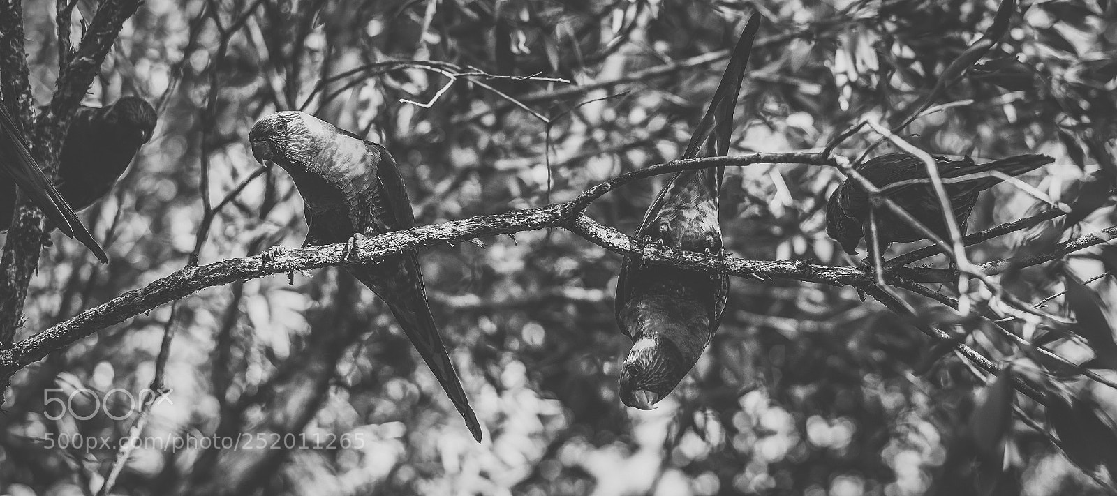 Nikon D800 sample photo. Rainbow lorikeet photography