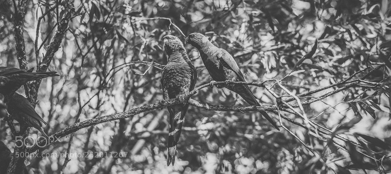 Nikon D800 sample photo. Rainbow lorikeet photography
