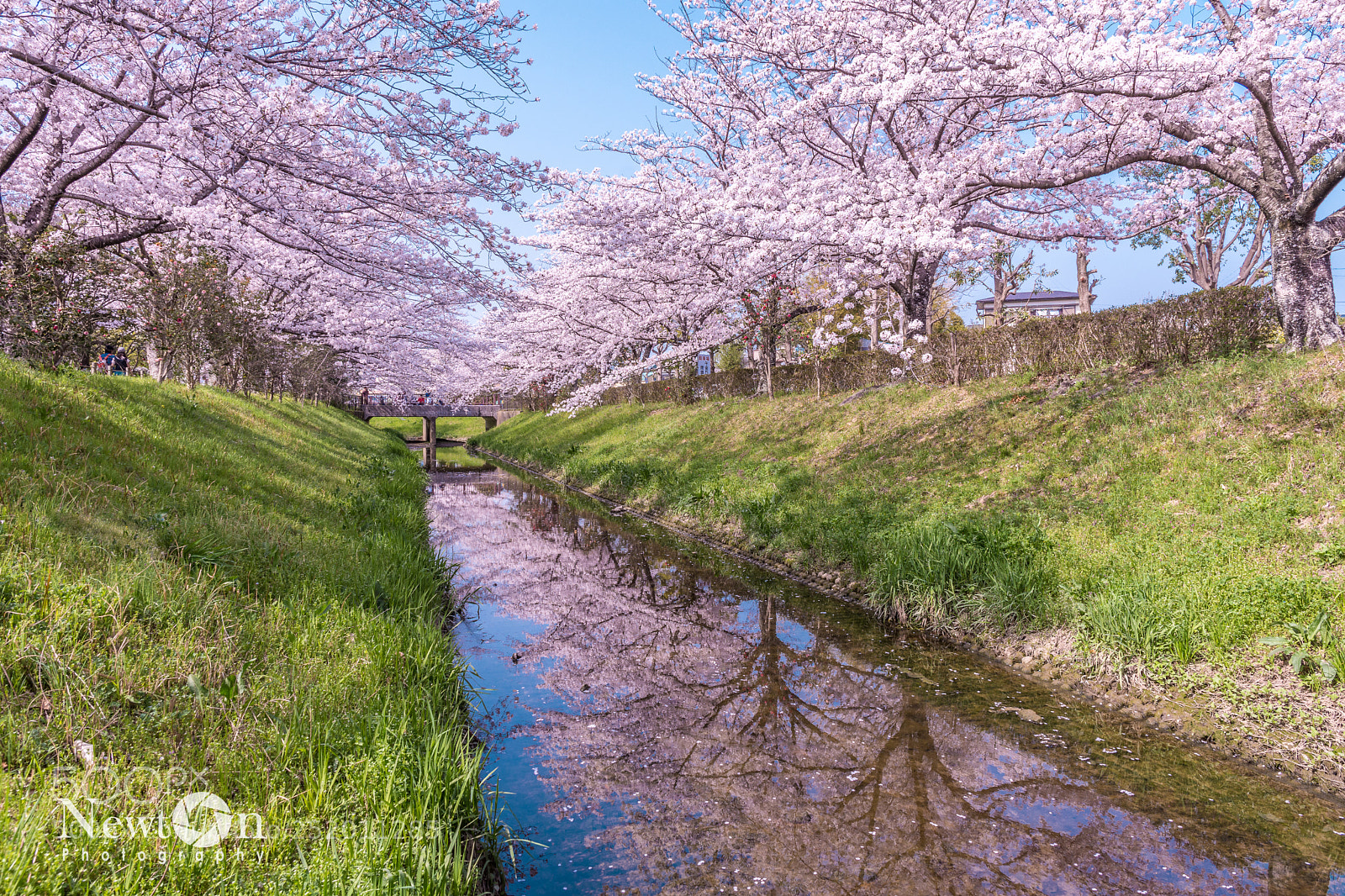 Nikon D7200 sample photo. Sakura reflection photography