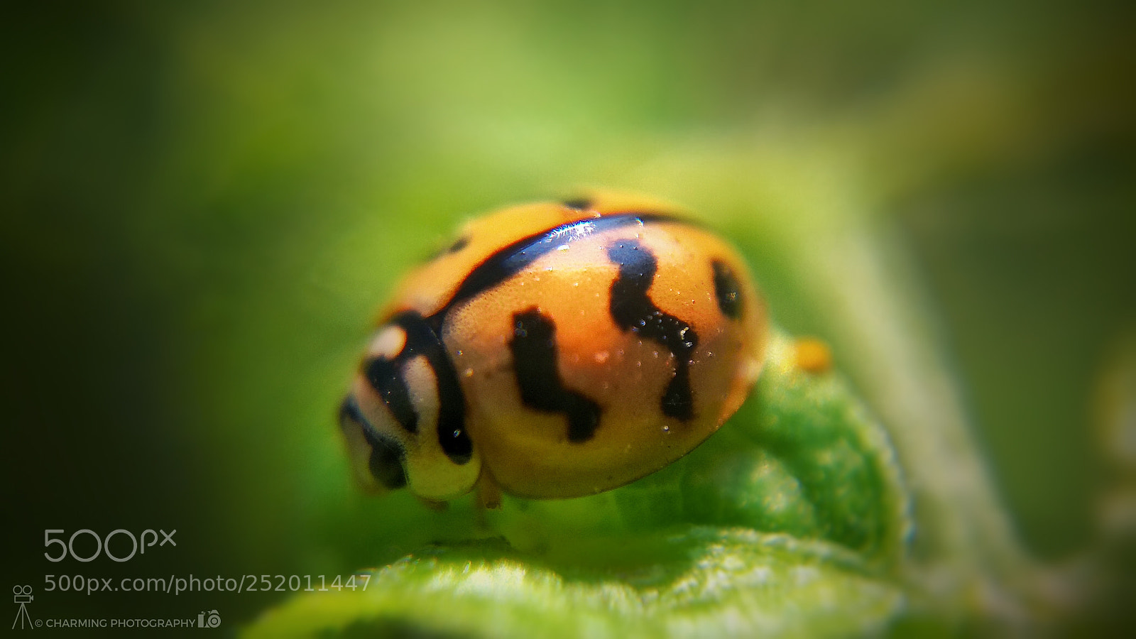 Xiaomi Redmi Note 4 sample photo. Little fly photography
