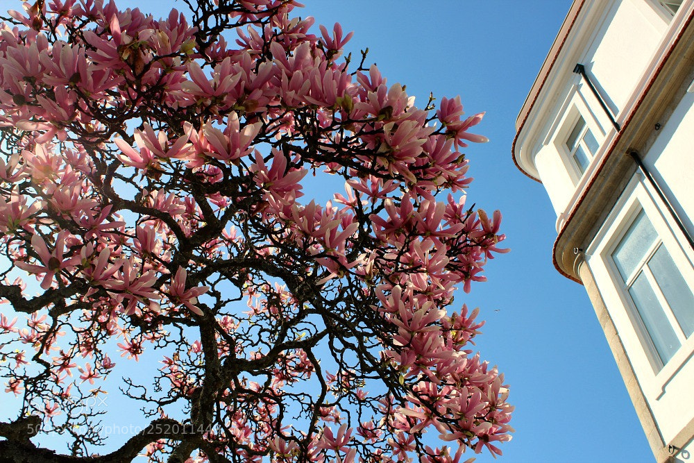 Canon EOS 1200D (EOS Rebel T5 / EOS Kiss X70 / EOS Hi) sample photo. Lisbon in bloom photography