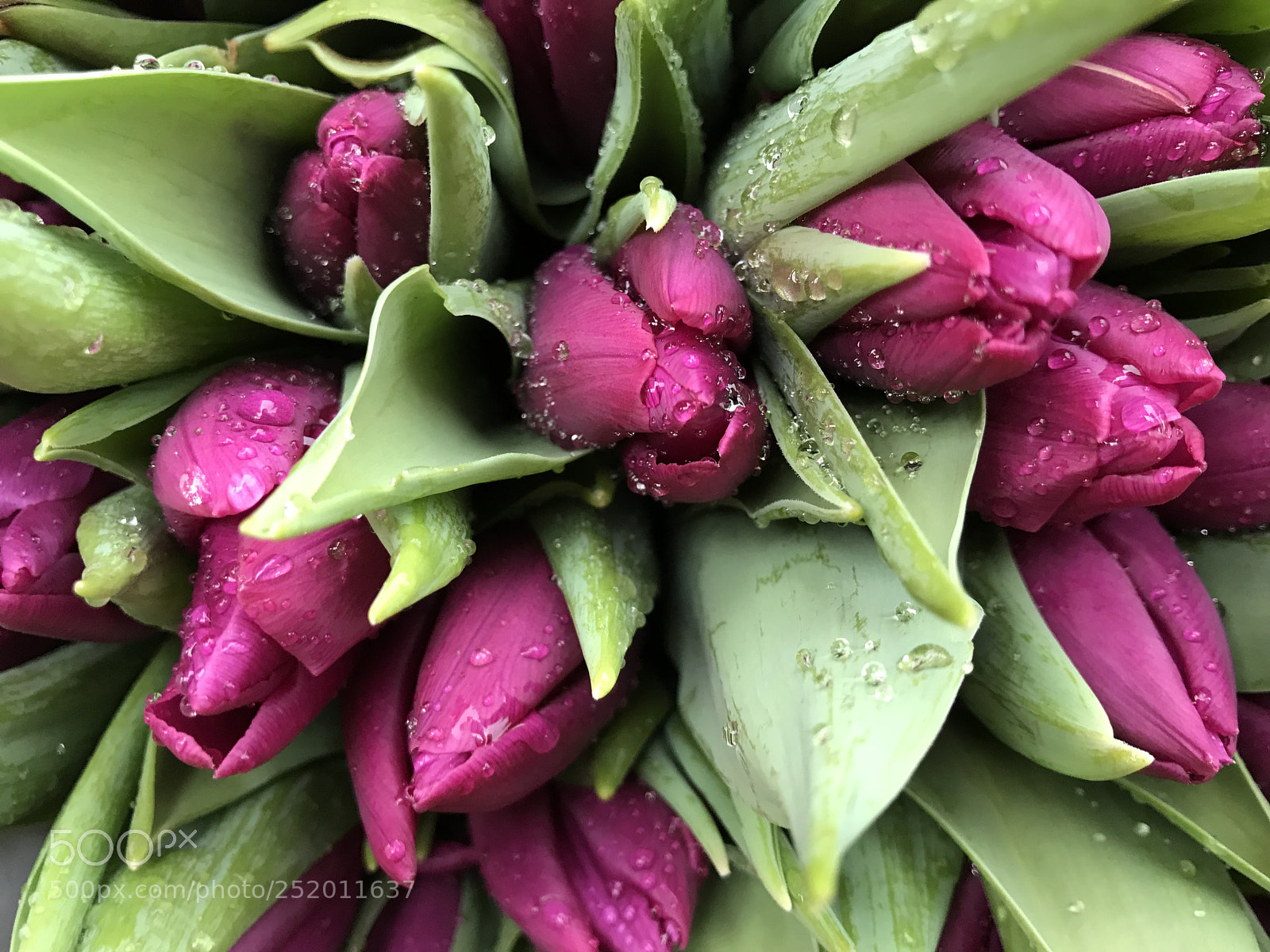 Apple iPhone 7 sample photo. Spring tulips with water photography