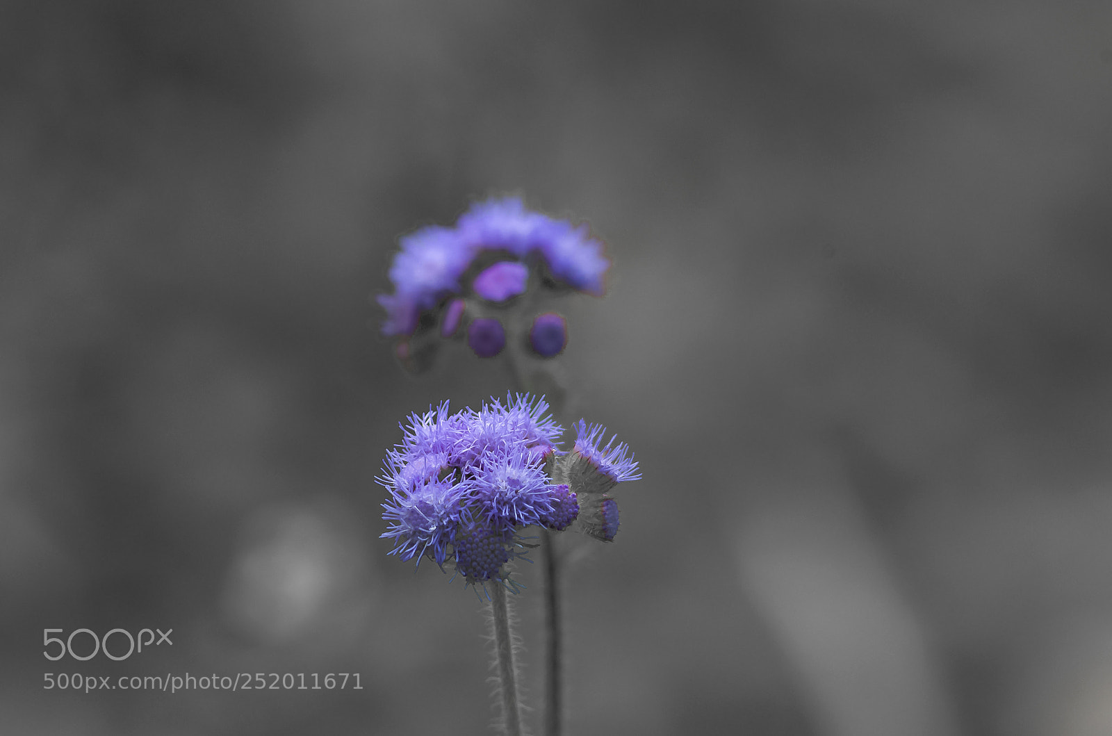 Pentax K-50 sample photo. Flower photography