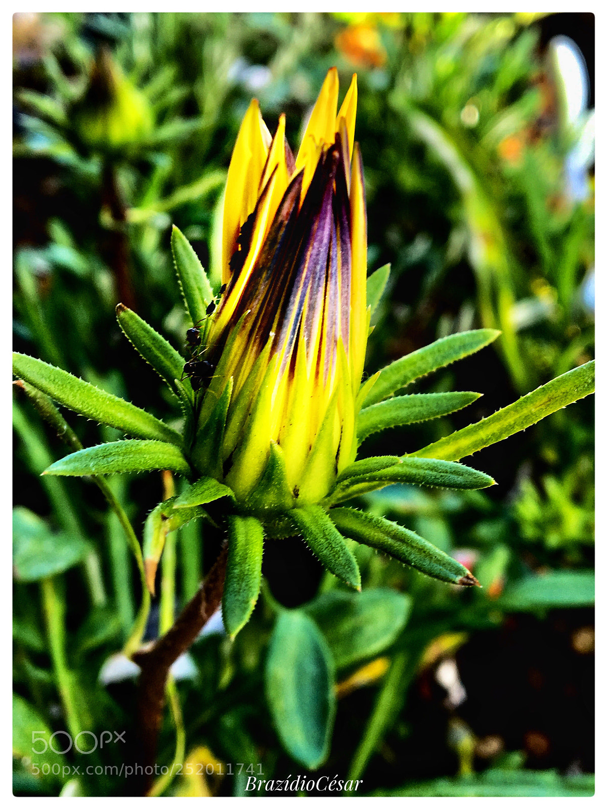 Apple iPhone 6s sample photo. Untitled photography