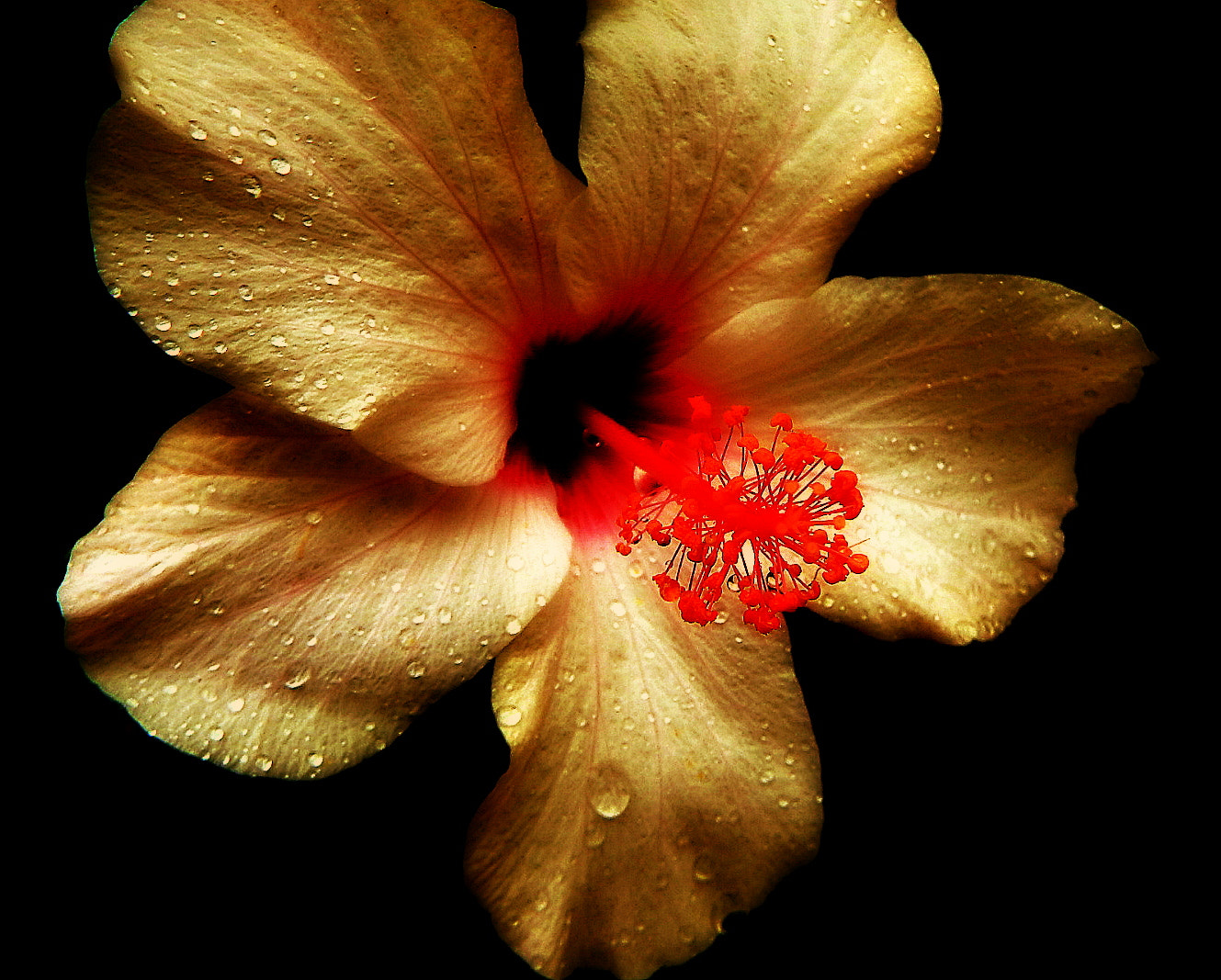 Fujifilm FinePix SL1000 sample photo. Hibisco .... photography