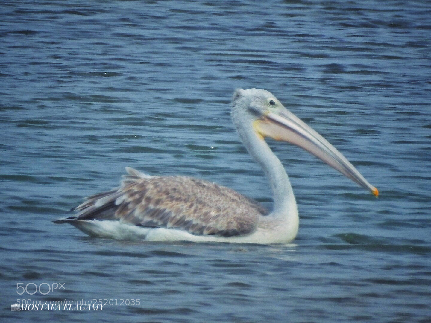Nikon Coolpix P900 sample photo. The swan photography