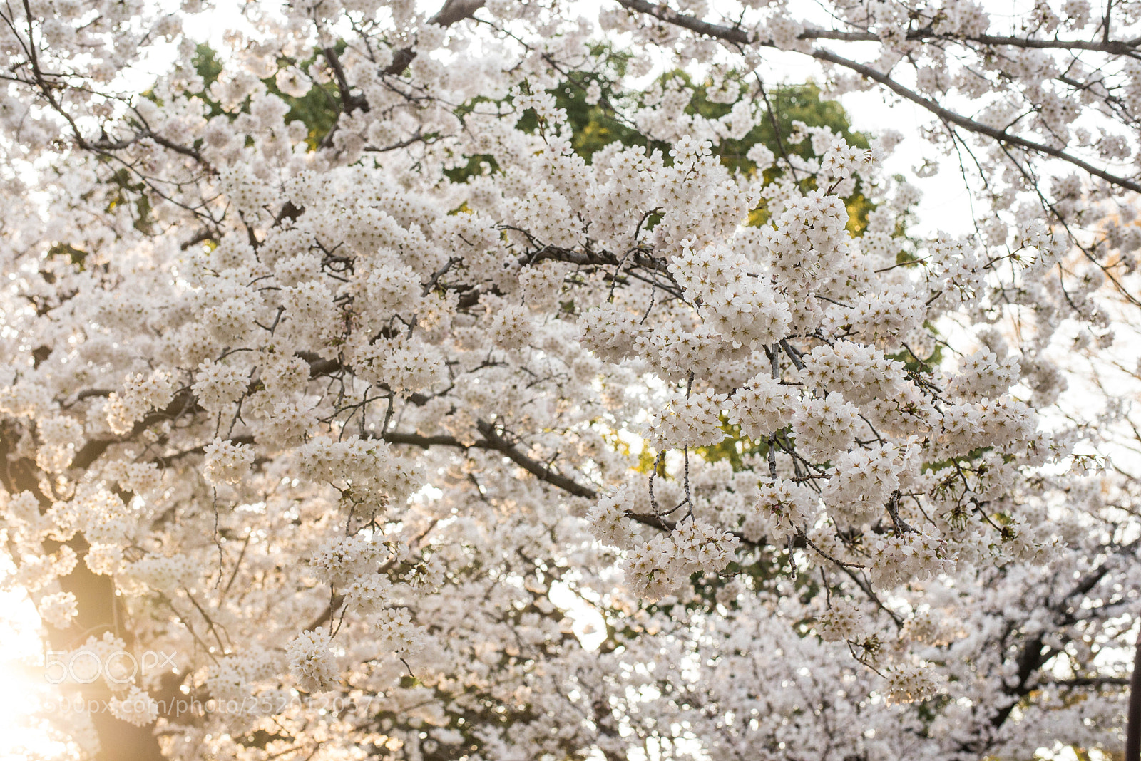 Nikon D600 sample photo. Sakura photography