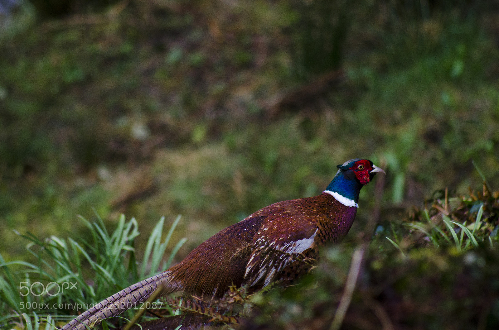 Nikon D7000 sample photo. Friendly pheasant, i call photography