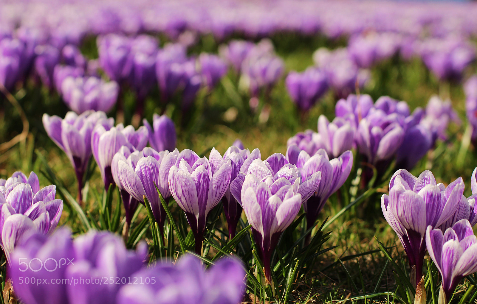 Canon EOS 100D (EOS Rebel SL1 / EOS Kiss X7) sample photo. Blue-violet sea of crocus photography
