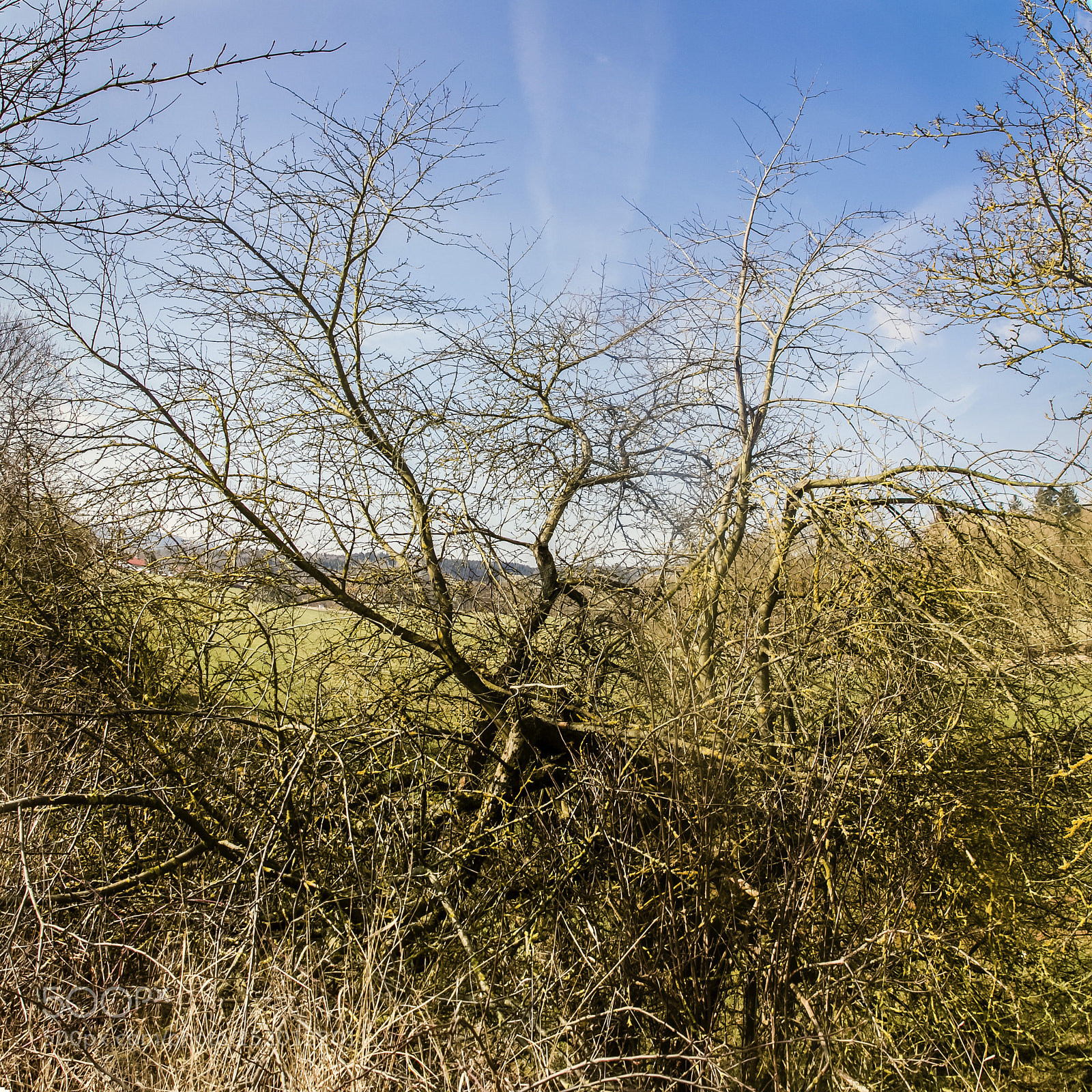 Canon EOS 60D sample photo. Spring sun in the photography